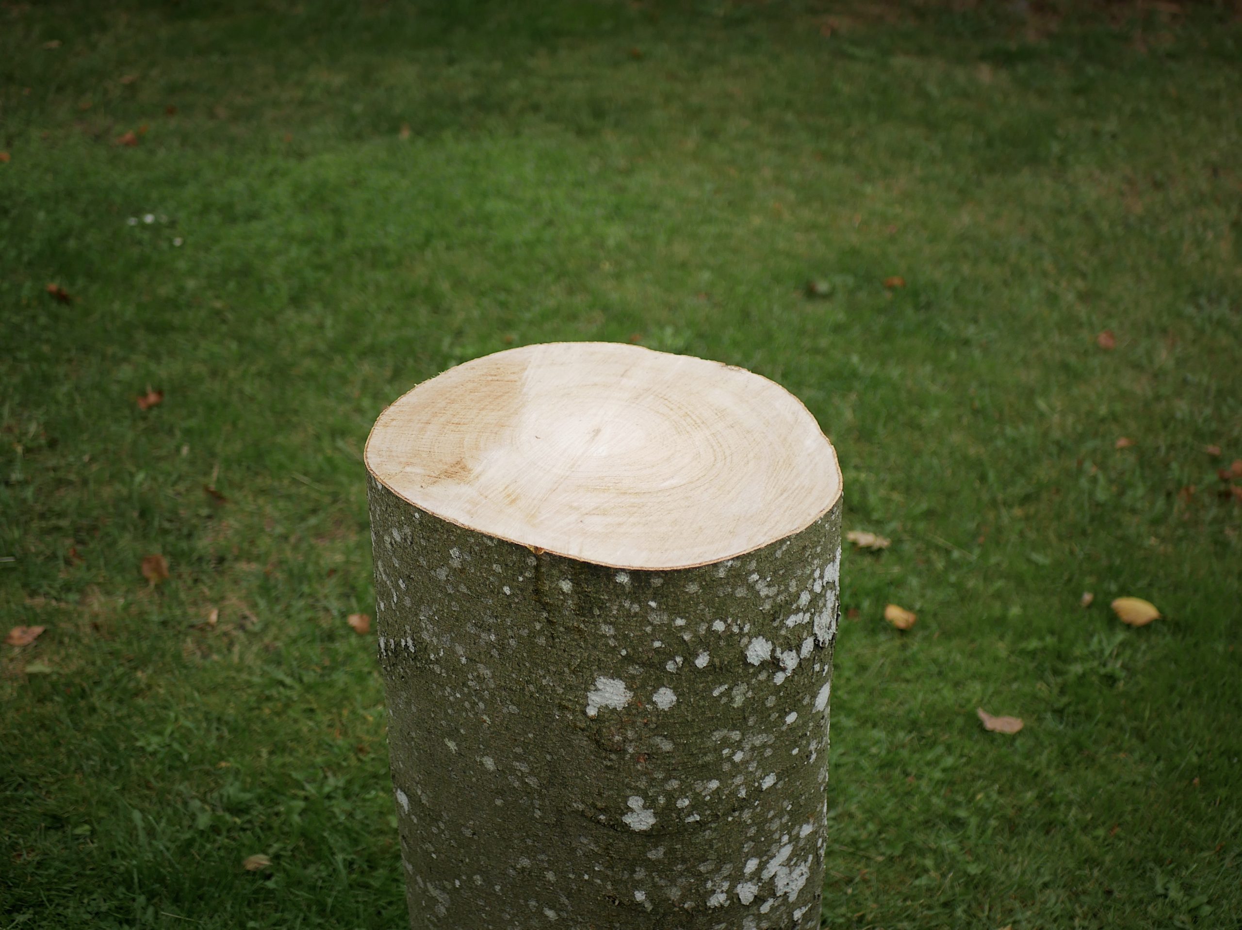 Sømblok af bøgetræ